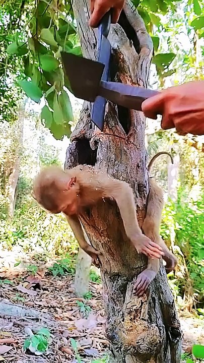 Monkey baby big mistake