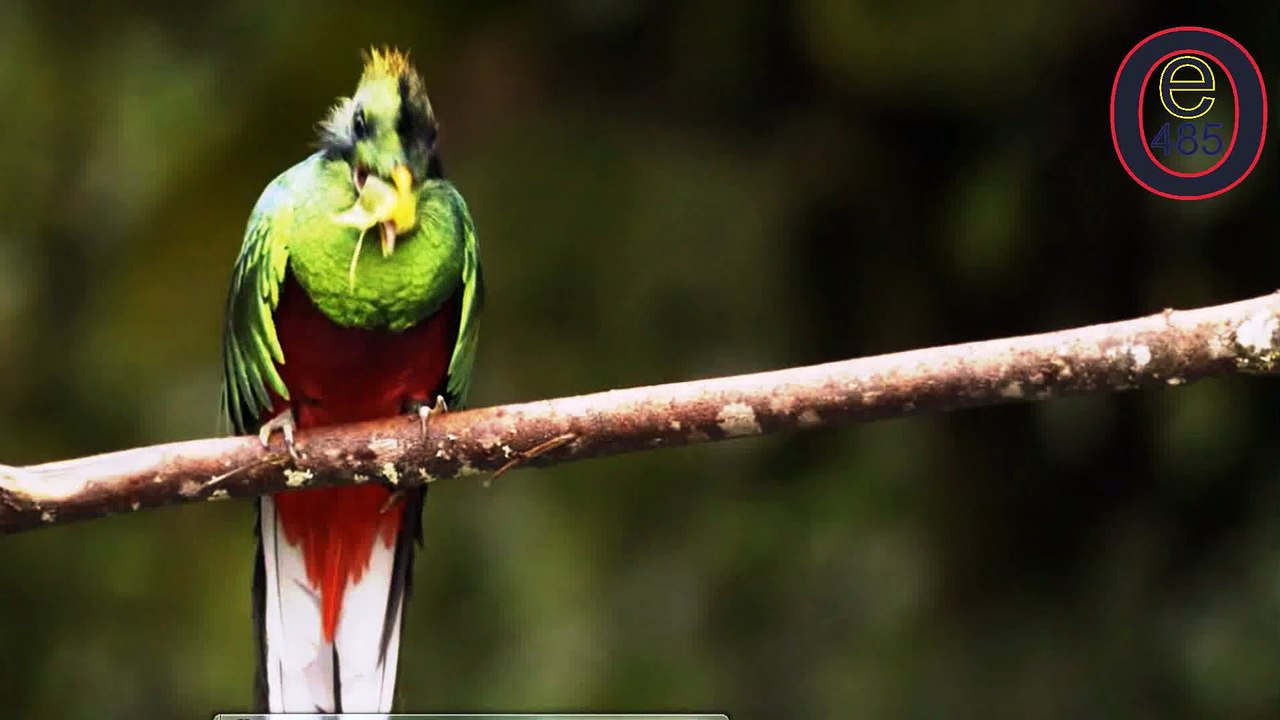 Birds 002