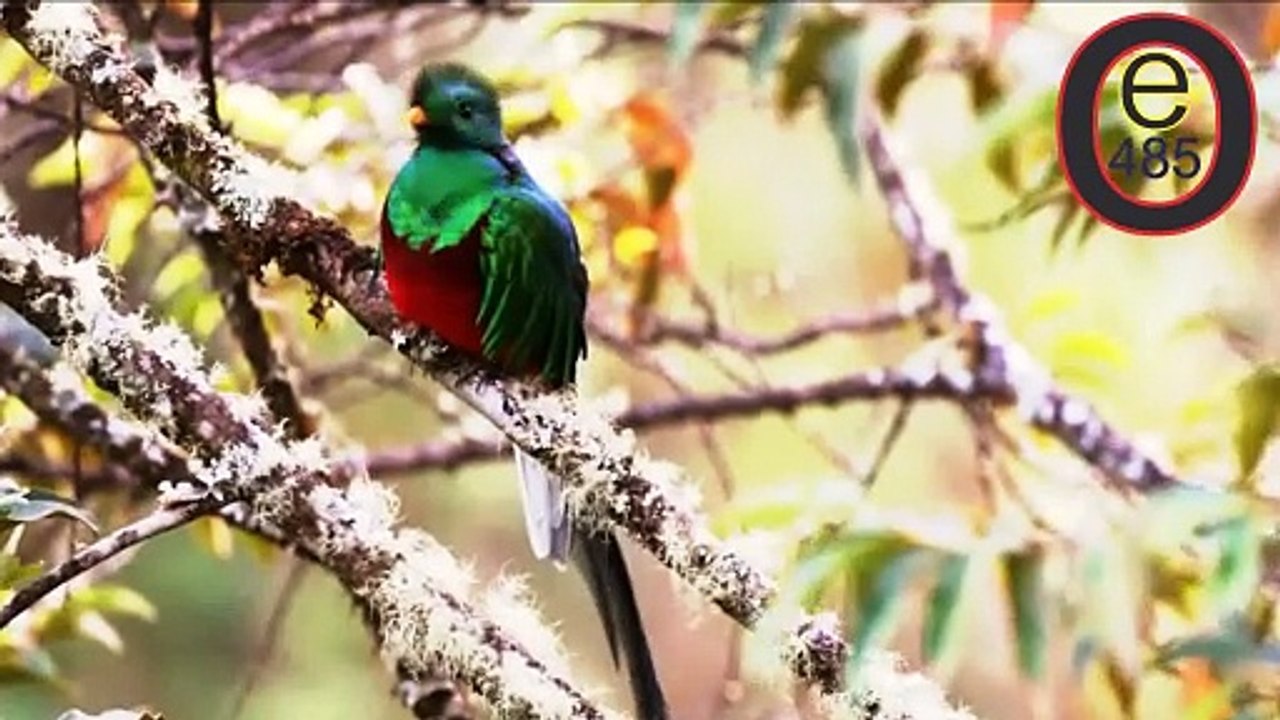 Birds 003