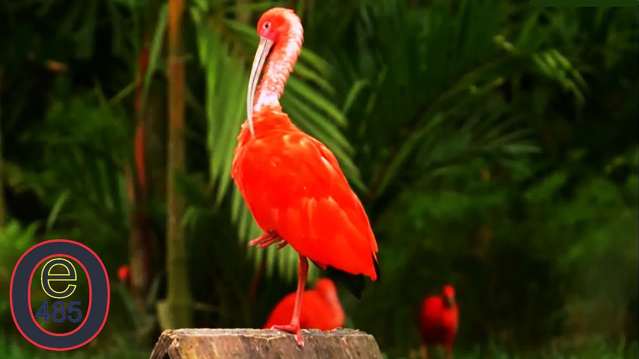 Birds 004