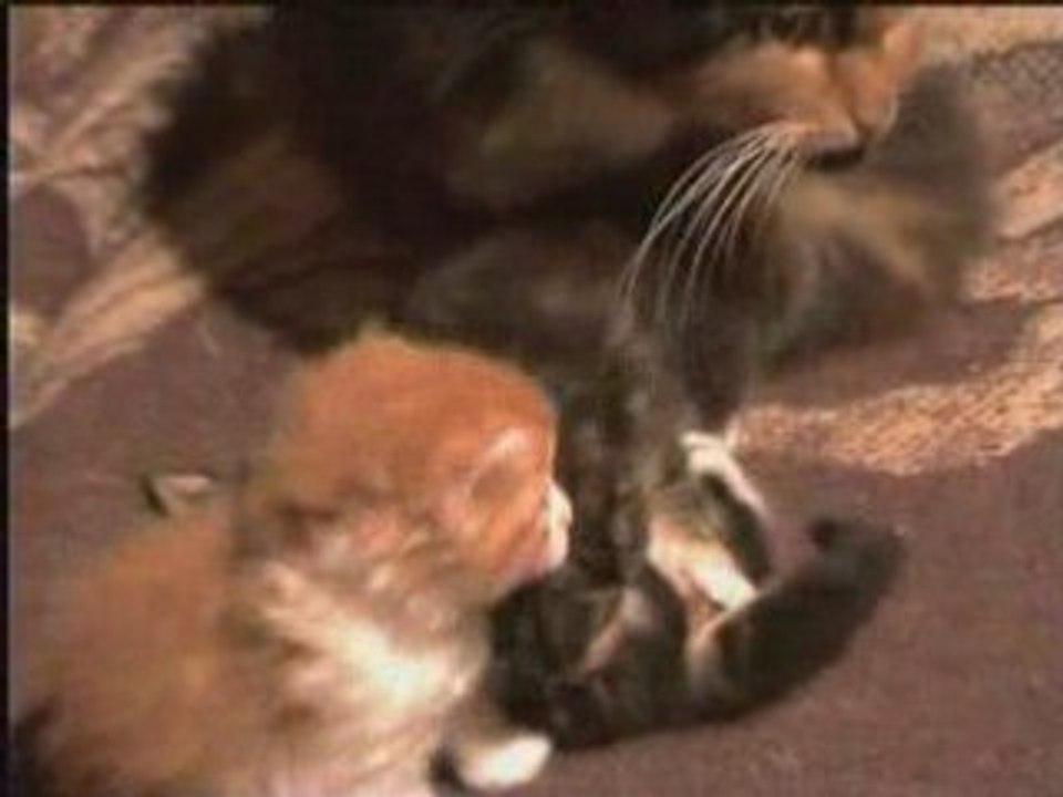 Chatons