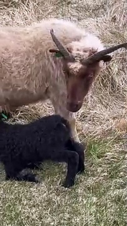 Sheep in Iceland