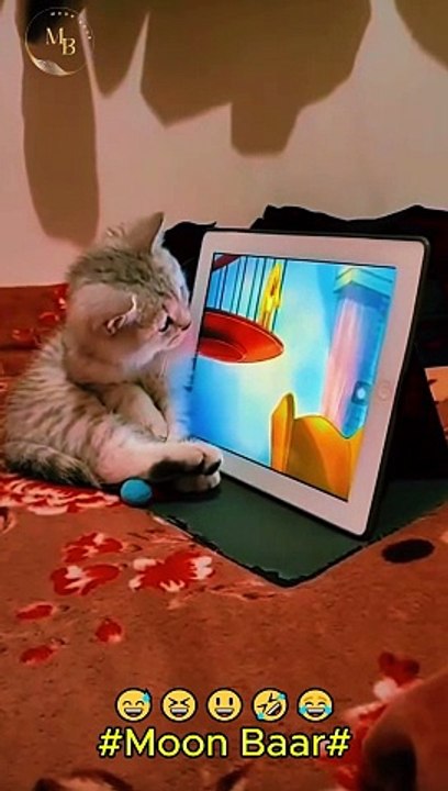 Cat funny video\Moon Baar