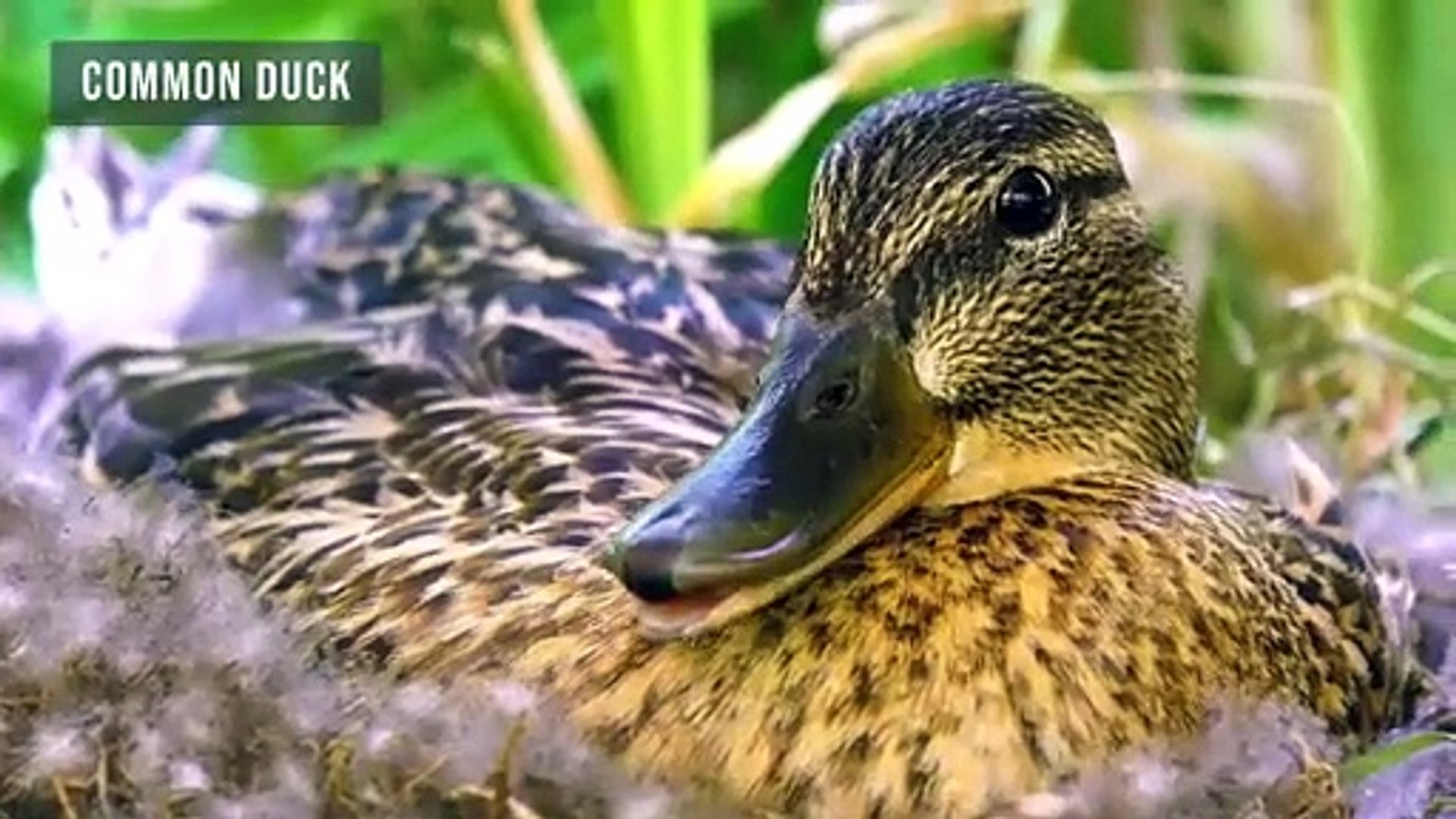 ⁣ANIMAL PLANET 8K ULTRA HD -