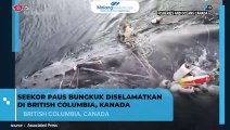 Penyelamatan Paus Bungkuk di Columbia