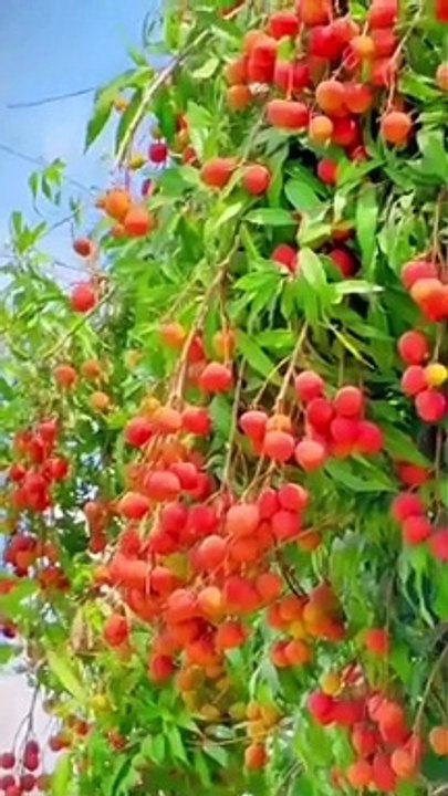 FRUIT,,,