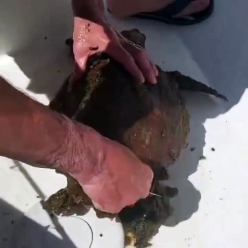 Un geste héroïque : un homme sauve une tortue coincée dans les algues et la relâche en mer