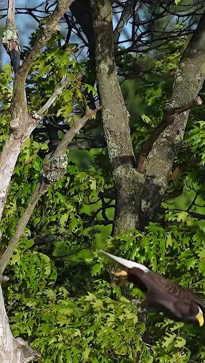 Bald eagle swooped down and catches lunch...