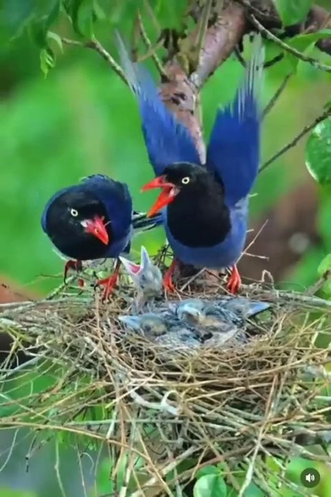 Parents are the shadows of tree on their children's