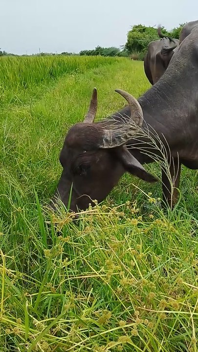Buffalo cows are grazing green grass in the fields in the village