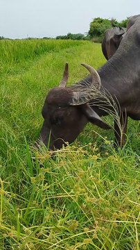 Buffalo cows are grazing green grass in the fields in the village
