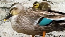Mother possessed by her baby duck [Cute wild animals]