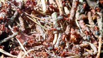 The Incredible Strength of Ants: Tiny Titans