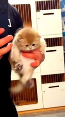 Cat and goats cute animals #naturalbeauty#natural#beaury##tips#cutanimals#cutecat#natural#hotvideo#news#newvideo#trend#trendvideo#trendingvideo