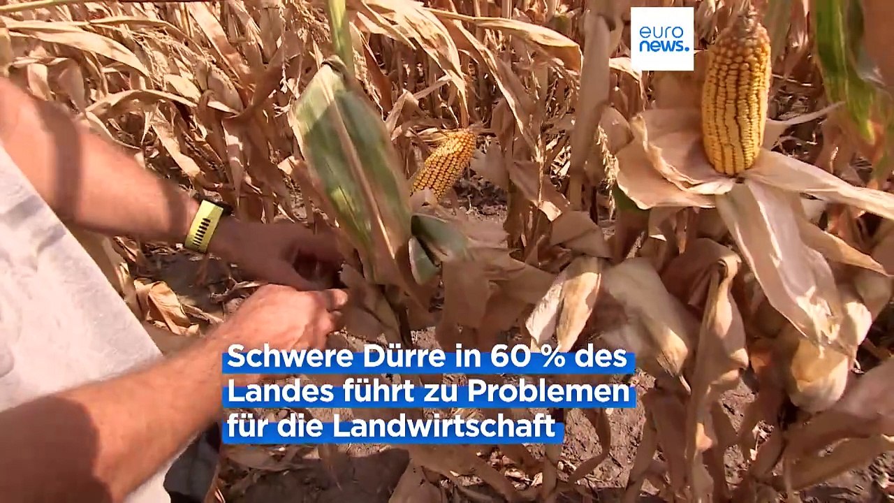 Ungarns Hitzesommer führt zu niedrigen Wasserpegeln und Ernteausfällen