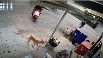 Un chat vient sauver un jeune d'un chien en colère