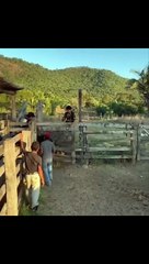 Ce jeune cowboy va comprendre que ce sport n'est pas si simple