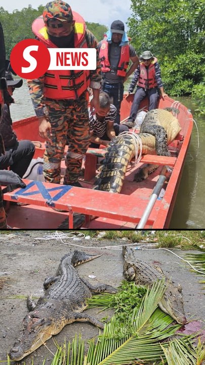 Two crocs captured in Kota Marudu, no sign of missing man