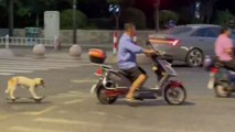 Scooter driver goes for a ride with pup trailing behind on skateboard