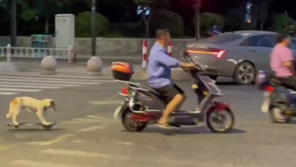 Scooter driver goes for a ride with pup trailing behind on skateboard