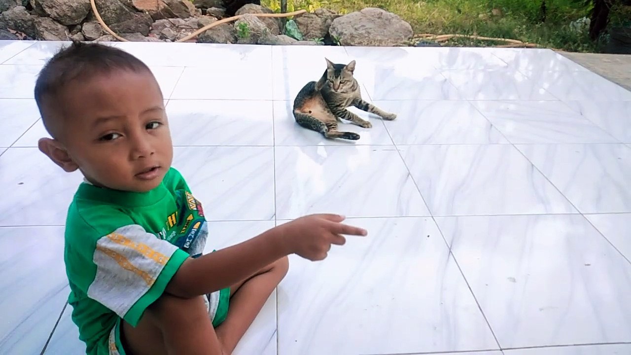 Play With Cute Cat