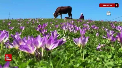 Trabzon'da yayladan dönüşün habercisi vargit'ler çiçek açtı