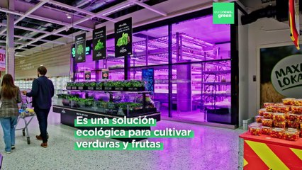 ¿Por qué esta granja vertical sueca cultiva verduras dentro de los supermercados?