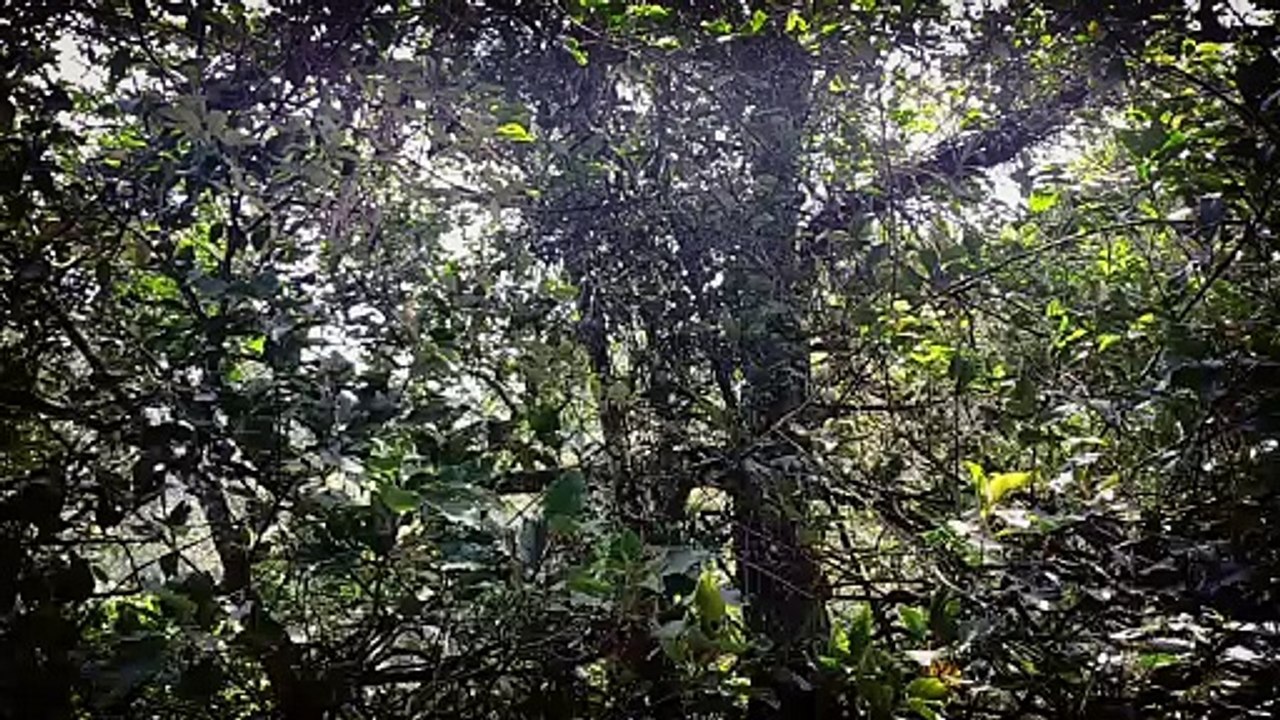 ASMR - Trees blowing in the wind