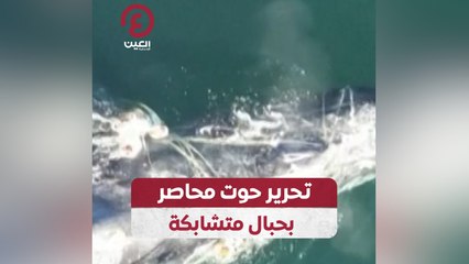 تحرير حوت محاصر بحبال متشابكة