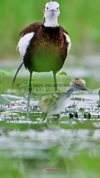 Wildlife Beautiful Moments #25