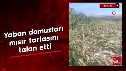 Elazığ’da yaban domuzları mısır tarlasını talan etti
