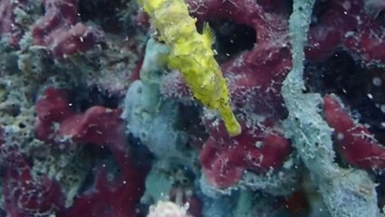 Enchanting Encounter: Diver's Close-Up of a Yellow Seahorse at Ko Lipe's Stonehenge Dive Site