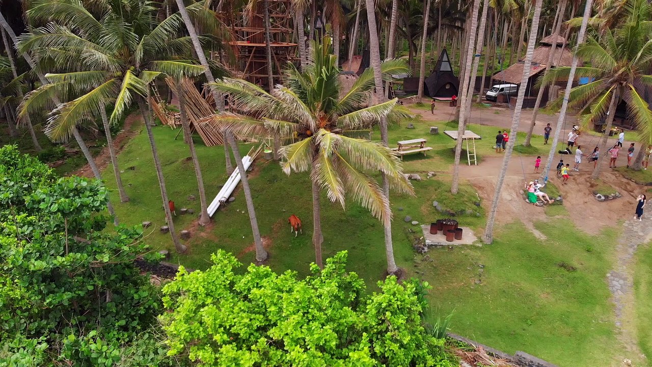 Palm trees view