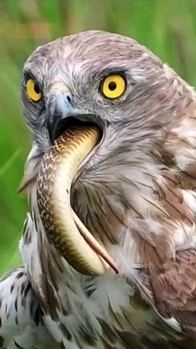 Amazing facts about peregrine falcon