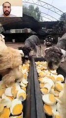 Dogs eat very nice food.Les chiens mangent de la très bonne nourriture.