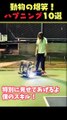 Instagramで57億回バズった動物ハプニング動画10選 | 10 Animal Happenings Videos That Got 570 Million Buzz on Instagram