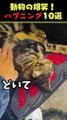 Instagramで71億回バズった動物ハプニング動画10選 | 10 Animal Happenings Videos that Got 710 Million Buzz on Instagram