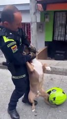 Pitbull ataca a policía durante riña callejera