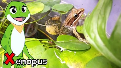  ABC Phonics Song Collection + Learn Animals, Foods, Cars & Sea Creatures! 