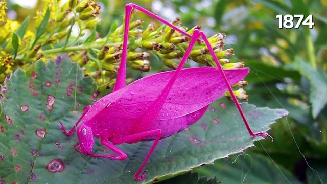 Os Animais Mais Raros Do Mundo