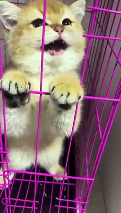 Funny animal funniest kitten