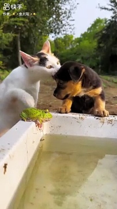 Funny Cat with the innocent Dog 