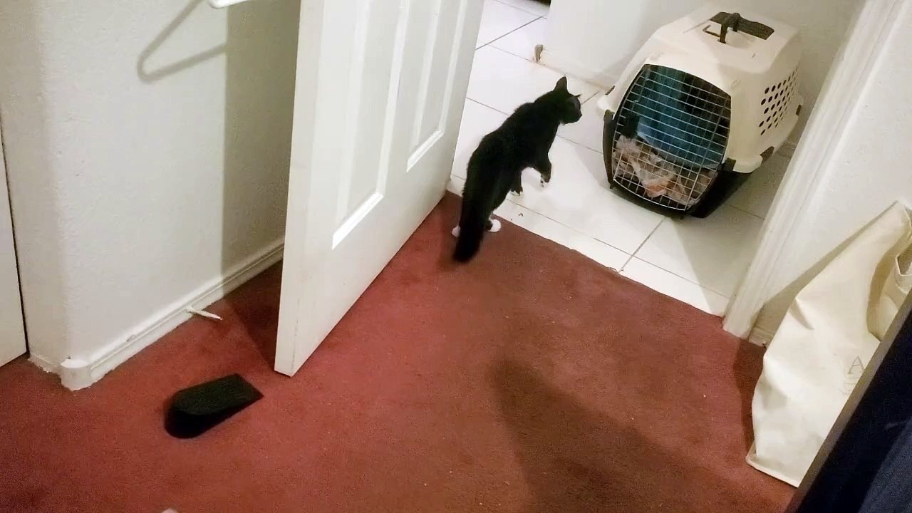 Pepper the Kitty after his Neuter Surgery