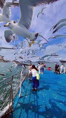 Beautiful video Weihai Hailu Island Scenic Spot