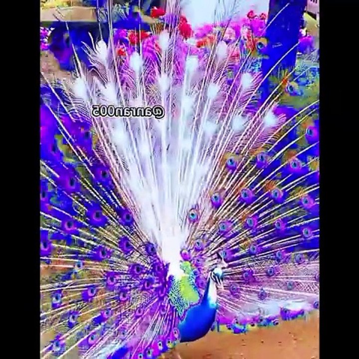 Beautiful ️️️