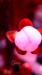 Satisfying Flower Blooming Timelapse Youtube Shorts_20240915_190123_0002