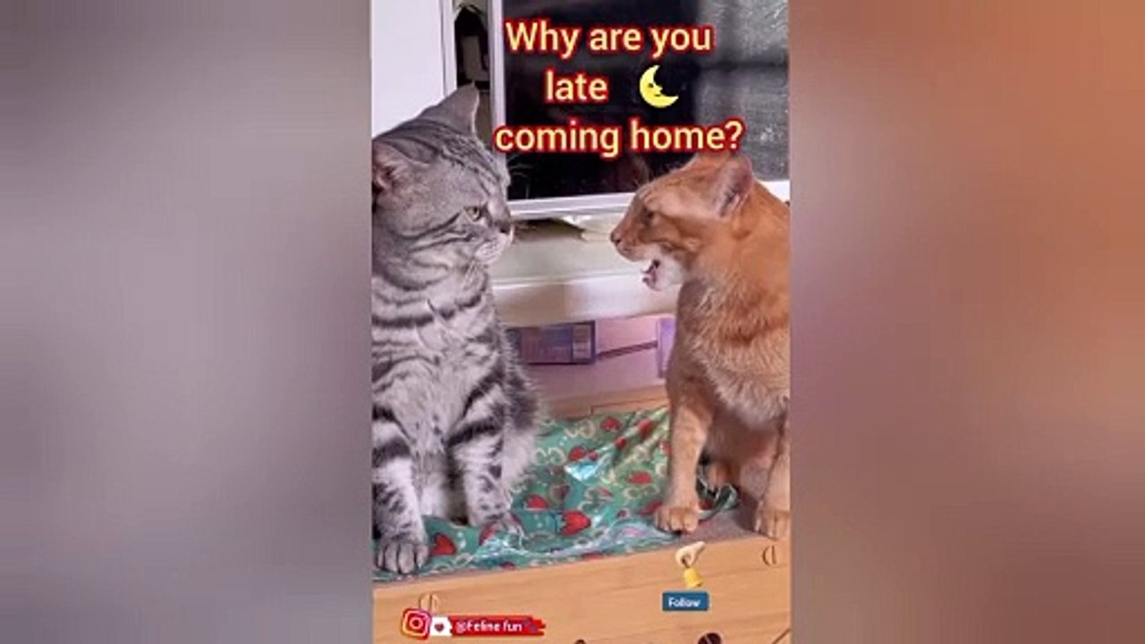 funny cat videos 😂