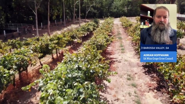 Wine grape growers say they are losing crops due to unseasonable frost