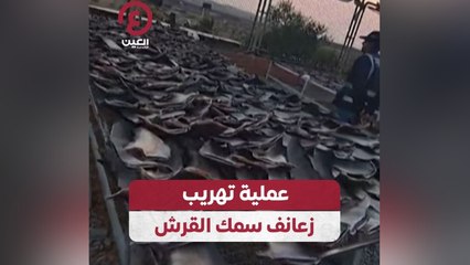 عملية تهريب زعانف سمك القرش
