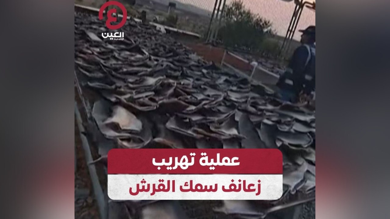 عملية تهريب زعانف سمك القرش